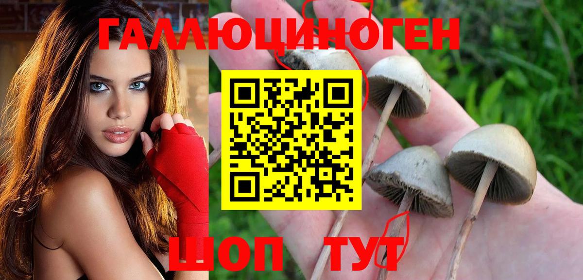 Галлюциногенные грибы Cubensis Мурманск